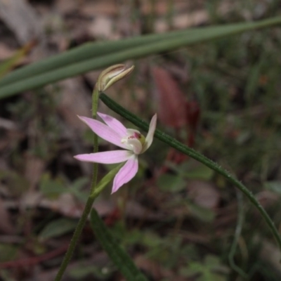 Caladenia carnea (Pink Fingers) at Black Mountain - 6 Oct 2016 by eyal