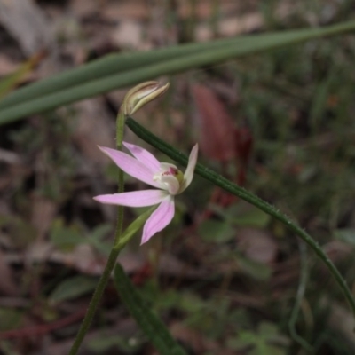 Caladenia carnea (Pink Fingers) at Point 5204 - 7 Oct 2016 by eyal