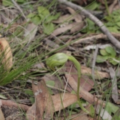 Pterostylis nutans (Nodding Greenhood) at Point 5204 - 7 Oct 2016 by eyal