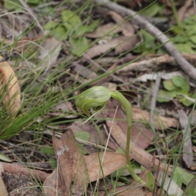 Pterostylis nutans (Nodding Greenhood) at Molonglo Valley, ACT - 6 Oct 2016 by eyal