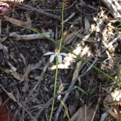 Caladenia ustulata (Brown Caps) at Bruce Ridge - 14 Oct 2016 by jks