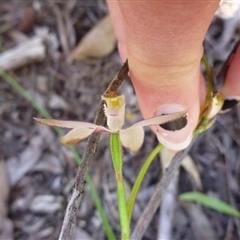 Caladenia ustulata at Point 99 - suppressed