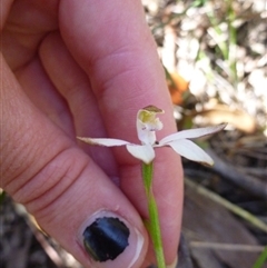 Caladenia ustulata at Point 99 - suppressed