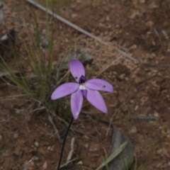 Glossodia major (Wax Lip Orchid) at Point 4761 - 7 Oct 2016 by eyal