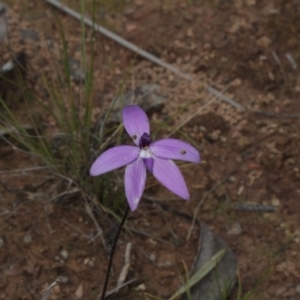 Glossodia major at Point 4761 - 7 Oct 2016