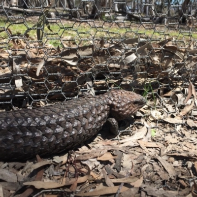 Tiliqua rugosa (Shingleback Lizard) at Forde, ACT - 14 Oct 2016 by JasonC