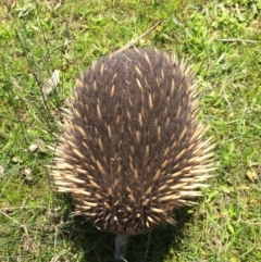 Tachyglossus aculeatus (Short-beaked Echidna) at Forde, ACT - 14 Oct 2016 by JasonC