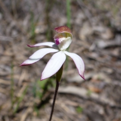 Caladenia moschata (Musky Caps) at Point 99 - 14 Oct 2016 by jks