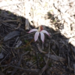 Caladenia moschata at Undefined Area - suppressed
