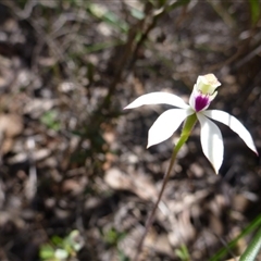Caladenia moschata at Undefined Area - suppressed