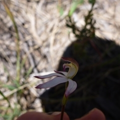 Caladenia moschata at Undefined Area - suppressed
