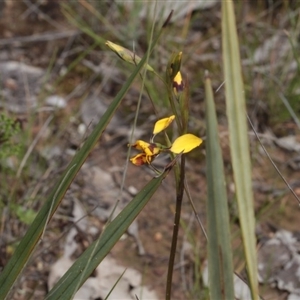 Diuris nigromontana at Point 4761 - 7 Oct 2016