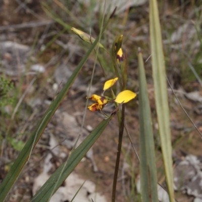 Diuris nigromontana (Black Mountain Leopard Orchid) at Point 4761 - 7 Oct 2016 by eyal