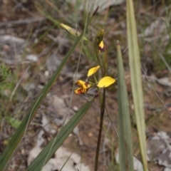 Diuris nigromontana (Black Mountain Leopard Orchid) at Molonglo Valley, ACT - 6 Oct 2016 by eyal