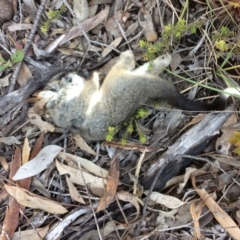 Pseudocheirus peregrinus (Common Ringtail Possum) at Bruce, ACT - 14 Oct 2016 by jks