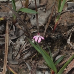 Caladenia fuscata (Dusky Fingers) at Black Mountain - 6 Oct 2016 by eyal