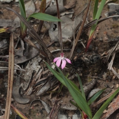 Caladenia fuscata (Dusky Fingers) at Molonglo Valley, ACT - 6 Oct 2016 by eyal