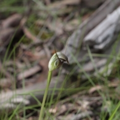 Pterostylis pedunculata (Maroonhood) at Molonglo Valley, ACT - 23 Sep 2016 by eyal