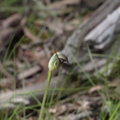 Pterostylis pedunculata (Maroonhood) at Point 5204 - 24 Sep 2016 by eyal