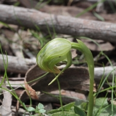 Pterostylis nutans (Nodding Greenhood) at Point 5204 - 24 Sep 2016 by eyal