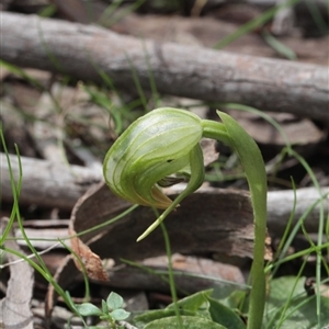 Pterostylis nutans at Point 5204 - 24 Sep 2016