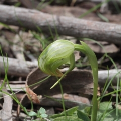 Pterostylis nutans (Nodding Greenhood) at Molonglo Valley, ACT - 23 Sep 2016 by eyal