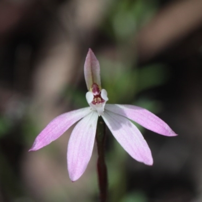 Caladenia fuscata (Dusky Fingers) at Point 5204 - 24 Sep 2016 by eyal
