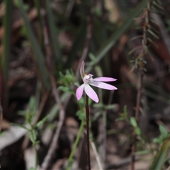 Caladenia fuscata at Point 5204 - 24 Sep 2016