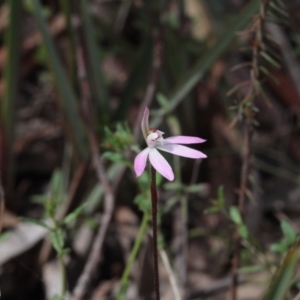 Caladenia fuscata at Point 5204 - 24 Sep 2016