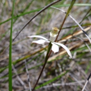 Caladenia moschata at Point 99 - suppressed