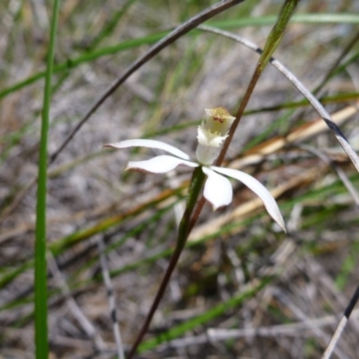 Caladenia moschata (Musky Caps) at Bruce, ACT - 14 Oct 2016 by jksmits