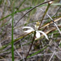 Caladenia moschata at Point 99 - suppressed