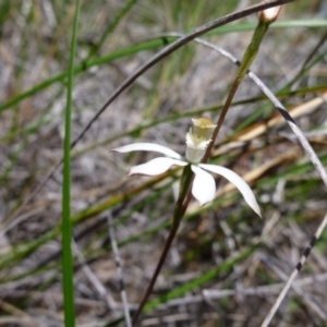 Caladenia moschata at Undefined Area - suppressed