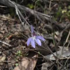 Cyanicula caerulea (Blue Fingers, Blue Fairies) at Black Mountain - 23 Sep 2016 by eyal