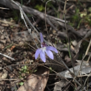 Cyanicula caerulea at Point 5204 - suppressed