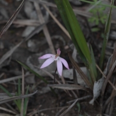 Caladenia fuscata (Dusky Fingers) at Molonglo Valley, ACT - 23 Sep 2016 by eyal
