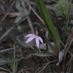Caladenia fuscata (Dusky Fingers) at Point 4761 - 24 Sep 2016 by eyal