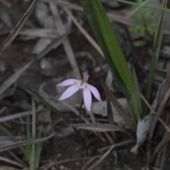 Caladenia fuscata (Dusky Fingers) at Black Mountain - 23 Sep 2016 by eyal