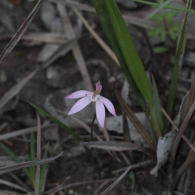 Caladenia fuscata (Dusky Fingers) at Point 4761 - 24 Sep 2016 by eyal