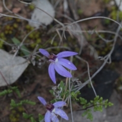 Cyanicula caerulea (Blue Fingers, Blue Fairies) at Molonglo Valley, ACT - 23 Sep 2016 by eyal