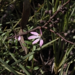 Caladenia fuscata (Dusky Fingers) at Point 4465 - 24 Sep 2016 by eyal