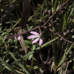 Caladenia fuscata (Dusky Fingers) at Molonglo Valley, ACT - 23 Sep 2016 by eyal