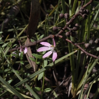 Caladenia fuscata (Dusky Fingers) at Black Mountain - 23 Sep 2016 by eyal