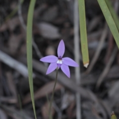 Glossodia major (Wax Lip Orchid) at Point 4465 - 24 Sep 2016 by eyal