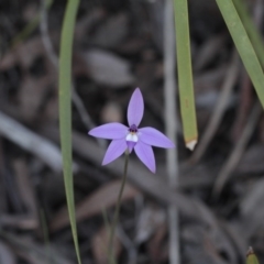 Glossodia major (Wax Lip Orchid) at Molonglo Valley, ACT - 23 Sep 2016 by eyal