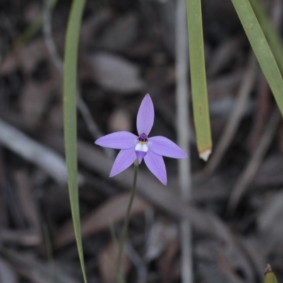 Glossodia major (Wax Lip Orchid) at Point 4465 - 23 Sep 2016 by eyal