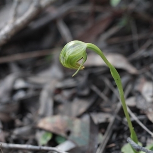 Pterostylis nutans at Point 4465 - suppressed