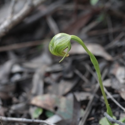 Pterostylis nutans (Nodding Greenhood) at Molonglo Valley, ACT - 23 Sep 2016 by eyal