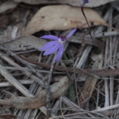 Cyanicula caerulea (Blue Fingers, Blue Fairies) at Bruce, ACT - 23 Sep 2016 by eyal