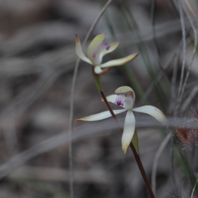Caladenia ustulata (Brown Caps) at Point 85 - 24 Sep 2016 by eyal